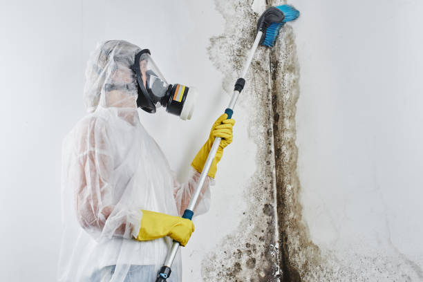 Best Black Mold Removal  in Blair, NE