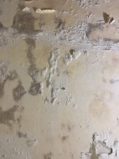 Best Certified Mold Removal  in Blair, NE