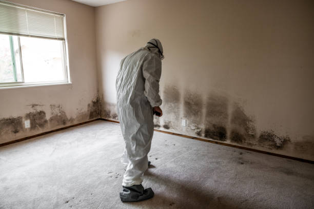 Mold Testing and Removal in Blair, NE