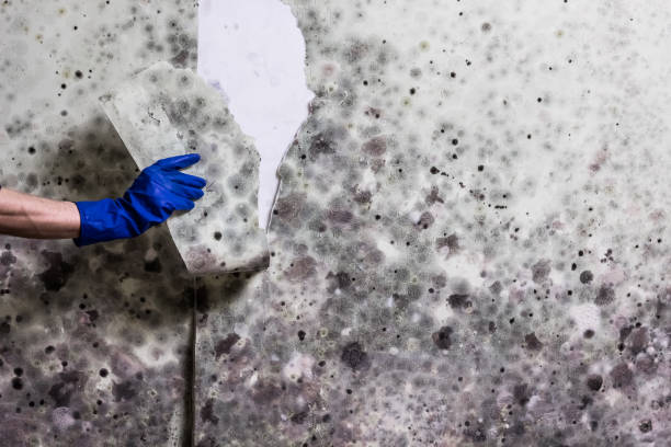 Office Mold Removal Services in Blair, NE