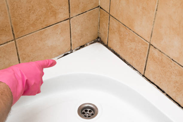Best Residential Mold Removal  in Blair, NE
